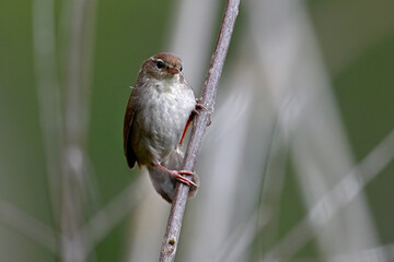 Cetti's warbler // Seidensänger (Cettia cetti) - Greece