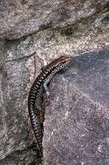 Sydney Australia, eulamprus quoyii, also known as golden water skink is considered a common garden animal in eastern Australia