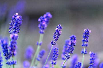 Close-up of beautiful blossoms of lavender plants at own garden at City of Zürich on a sunny...