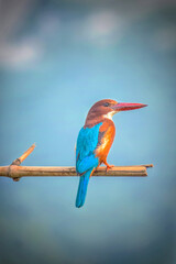 fisher bird wait fr fish,