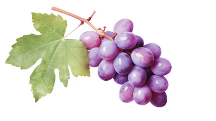 Fototapeta premium Traube, grape in Watercolor with Generative AI