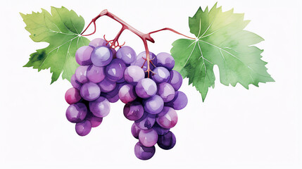 Traube, grape in Watercolor with Generative AI