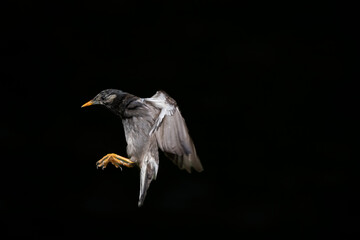 ムクドリの飛翔と着地