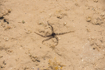 Seestern, Meerestier, Natur, Meer