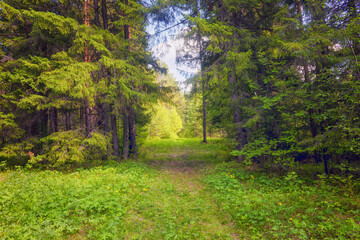 Beautiful summer landscape in a coniferous forest in the Ural Mountains.