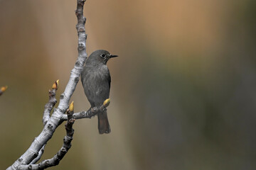 Black redstart // Hausrotschwanz (Phoenicurus ochruros) - Peloponnese, Greece