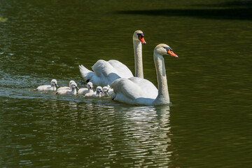 コブハクチョウの可愛いヒナと子育て
