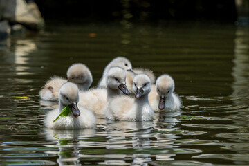 コブハクチョウの可愛いヒナと子育て