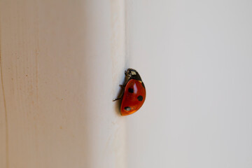 ladybug on a wooden background