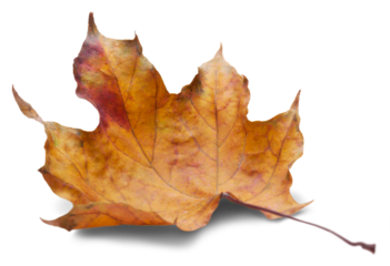 Collection of colored fallen autumn leaves on the desk