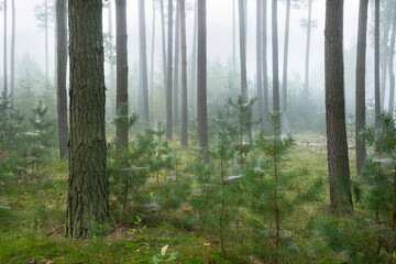 Misty morning in the forest