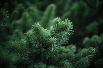 Pruce pine branches plant. Generate Ai