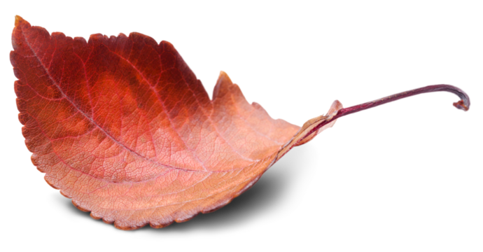 Collection of colored fallen autumn leaves on the desk