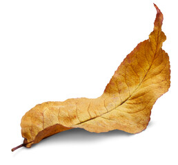 Collection of colored fallen autumn leaves on the desk