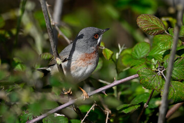 Eastern subalpine warbler // Balkan-Bartgrasmücke (Curruca cantillans) - Peloponnese, Greece