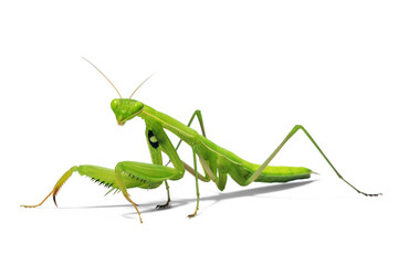 Pray Mantis