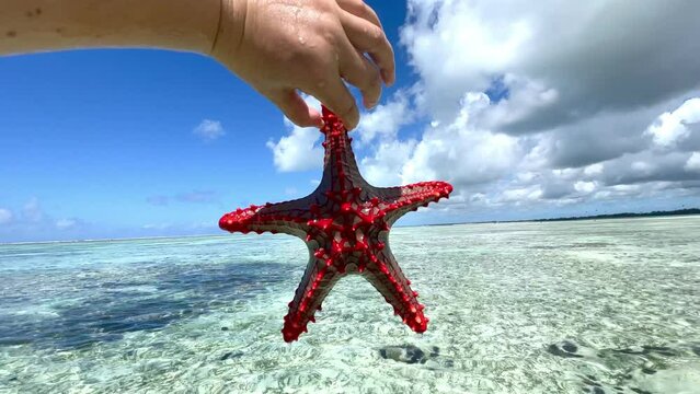 roter Seestern am Meer