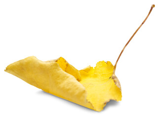 Collection of colored fallen autumn leaves on the desk