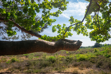 Fototapeta na wymiar Bizarre image of a horizontally curved tree stump in a moorland landscape
