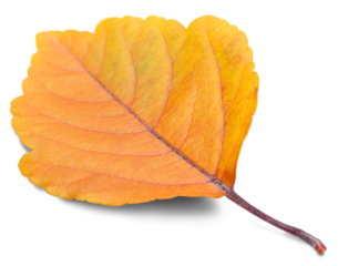 Collection of colored fallen autumn leaves on the desk