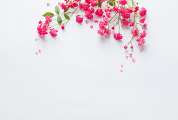 pink roses on white paper background