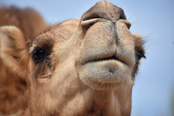 Direct Look into the Face of a Camel