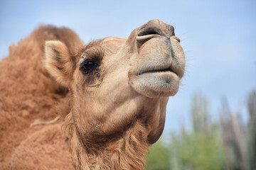 Close Up with a Dromedary Camel in the Desert