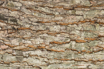 Tree bark background texture, Seamless texture from tree