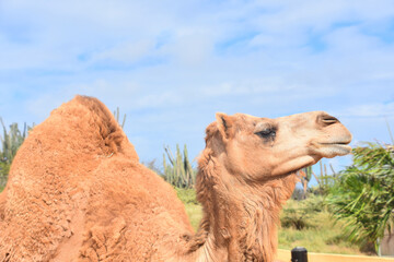 Camel with a Large Hump in the Desert