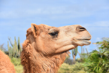 Side Profile of a Dromedary Camels Head