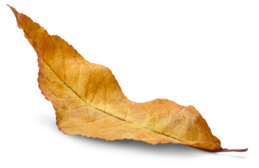 Collection of colored fallen autumn leaves on the desk