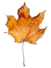 Collection of colored fallen autumn leaves on the desk