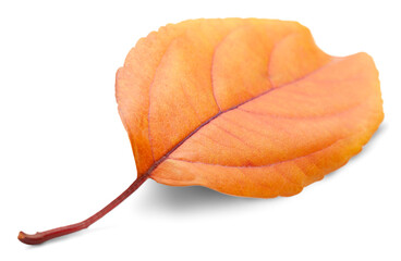 Collection of colored fallen autumn leaves on the desk