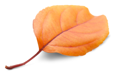 Collection of colored fallen autumn leaves on the desk