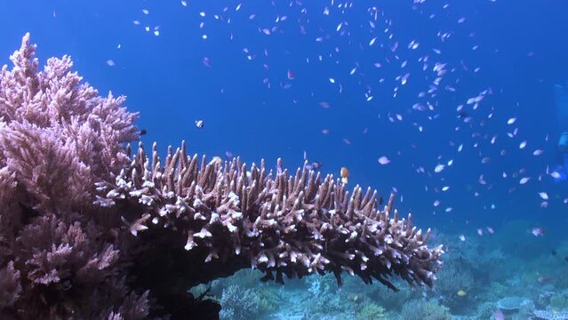 Fish shoals in underwater coral reef of Bali is mesmerizing experience. Underwater coral reef of Bali is haven for an incredible diversity of fish shoals.