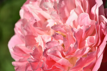 Stunning Pink Peony Flower Blossom with Ruffled Petals