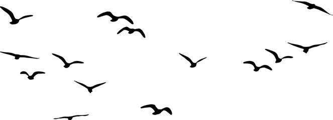 birds in flight