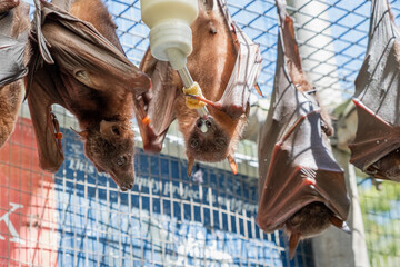 Fototapeta na wymiar Cute furry flying foxes, bats are feeding milk from a bottle, hanging on the cage in a bat hospital, sanctuary in Australia. Sunny weather