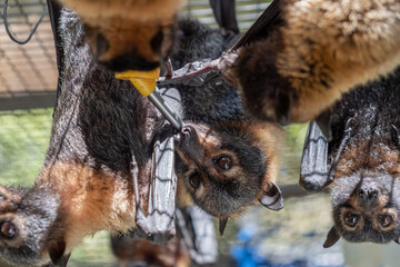 Cute furry flying foxes, bats are feeding milk from a bottle, hanging on the cage in a bat...