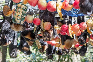Group of bats, flying foxes is feeding on a fruit, apples hanging on the cage in a bat hospital, sanctuary in Australia. Sunny weather