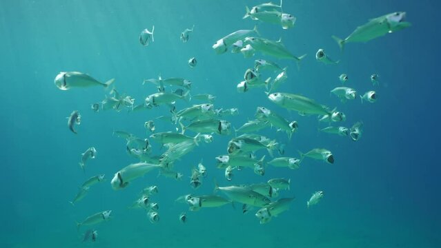 Striped mackerel or Indian mackerel (Rastrelliger kanagurta) shoal swimming with open mouths filtering for plankton in blue water in sunny day on sunrays
