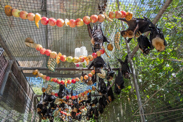 Group of bats, flying foxes is feeding on a fruit, apples hanging on the cage in a bat hospital, sanctuary in Australia. Sunny weather