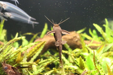 ひっくり返った魚