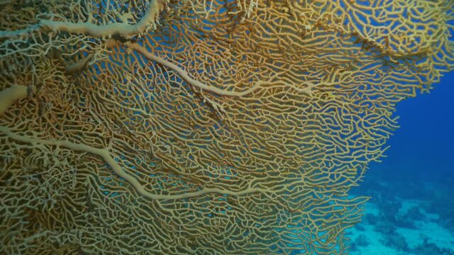 Close up of soft coral Giant Gorgonian or Sea fan (Subergorgia mollis) in coral garden at sea depth