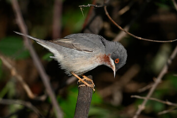 Balkan-Bartgrasmücke // Eastern subalpine warbler (Curruca cantillans) - Peloponnese, Greece