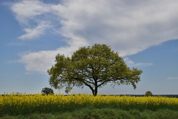 Baum im gelb blühendem Rapsfeld