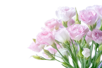 Obraz premium Close - up pink Eustoma or Lisianthus flowers on pink green blurred garden nature background. Lisianthus is a warm - zone perennial flower native to ditc, transparent background (PNG). Generative AI. 