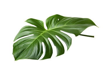 Dark green leaf of Philodendron species( Philodendron speciosum) the tropical foliage climbing plant, transparent background (PNG). Generative AI. 