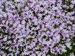 Obraz premium Texture of small bright flowers