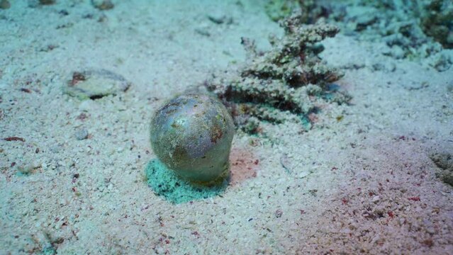 Unicellular organisms Bubble algae, Sea grape, Sailor's eyeballs (Valonia ventricos) on sandy bottom